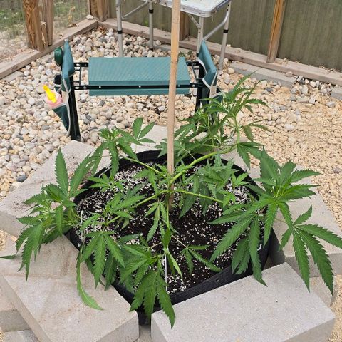 Girl Scout Cookies growlog photo: Soooo pretty!! 😻😻😻