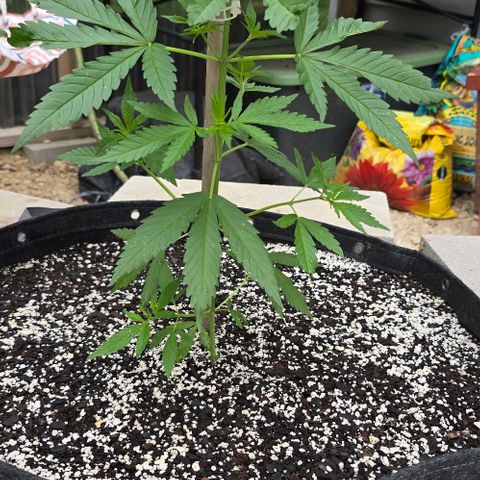 Sour Diesel  growlog timeline photo