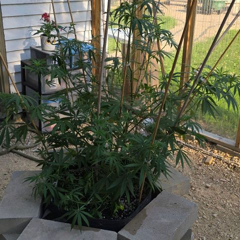 Sour Diesel  growlog photo: Did some training last night! No casualties so far! 😍😍😍