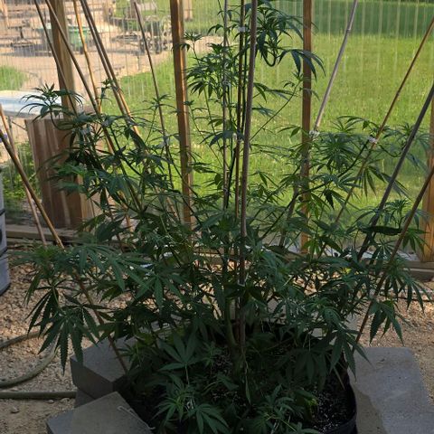 Sour Diesel  growlog photo: Did some training last night! No casualties so far! 😍😍😍