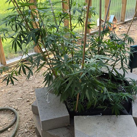 Sour Diesel  growlog photo: Did some training last night! No casualties so far! 😍😍😍
