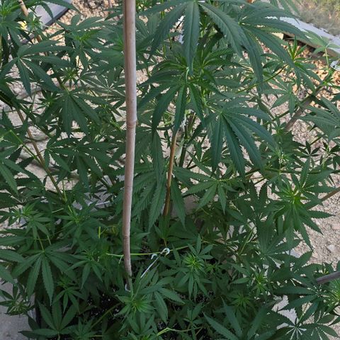 Sour Diesel  growlog timeline photo