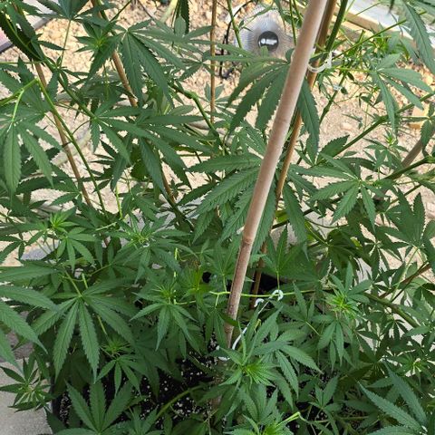 Sour Diesel  growlog timeline photo