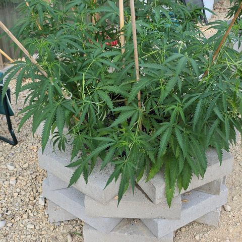Girl Scout Cookies growlog timeline photo
