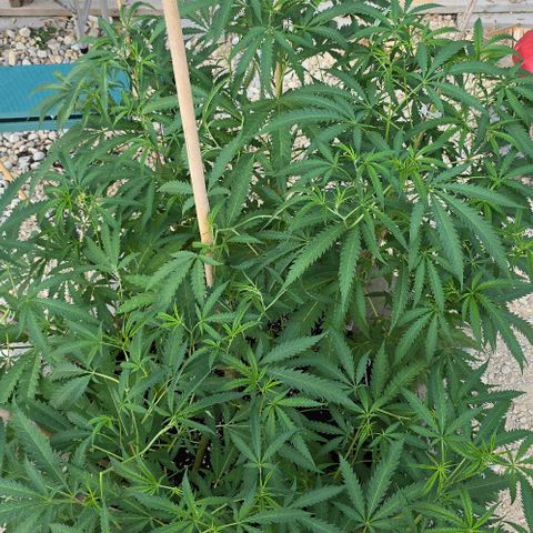Girl Scout Cookies growlog timeline photo
