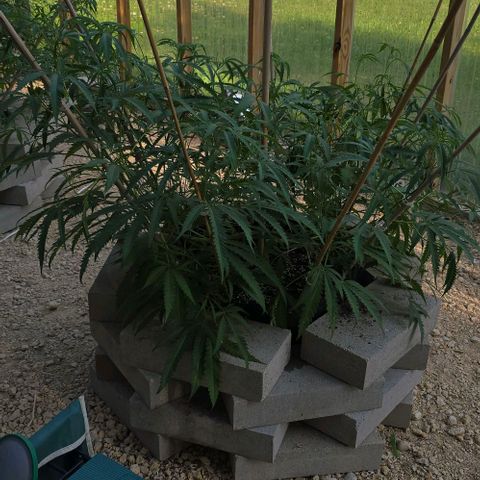 Girl Scout Cookies growlog timeline photo