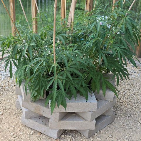 Girl Scout Cookies growlog photo: Did some training last night! No casualties so far! 😍😍😍