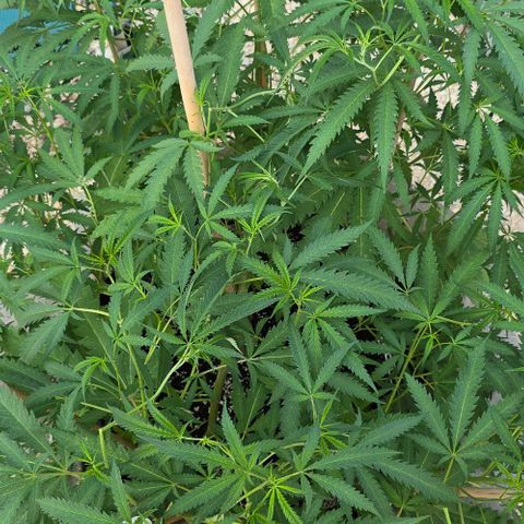 Girl Scout Cookies growlog timeline photo