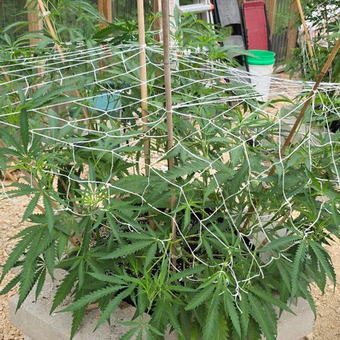 Girl Scout Cookies growlog timeline photo