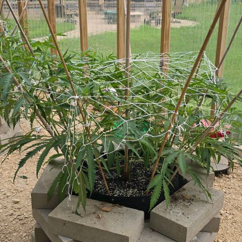 Girl Scout Cookies growlog timeline photo