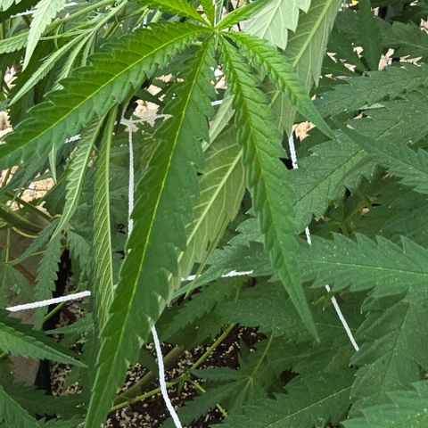 Girl Scout Cookies growlog timeline photo