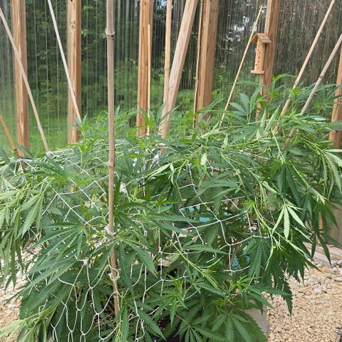 Girl Scout Cookies growlog photo: Little bit of training! 