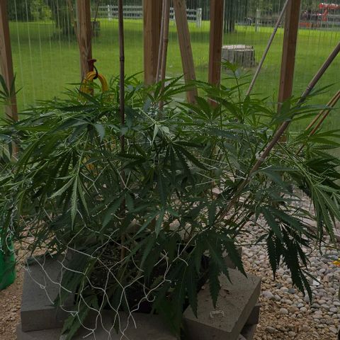 Girl Scout Cookies growlog photo: Little bit of training! 
