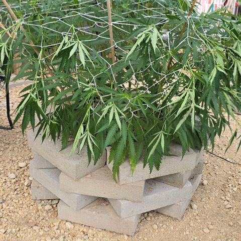 Girl Scout Cookies growlog photo: Little bit of training! 