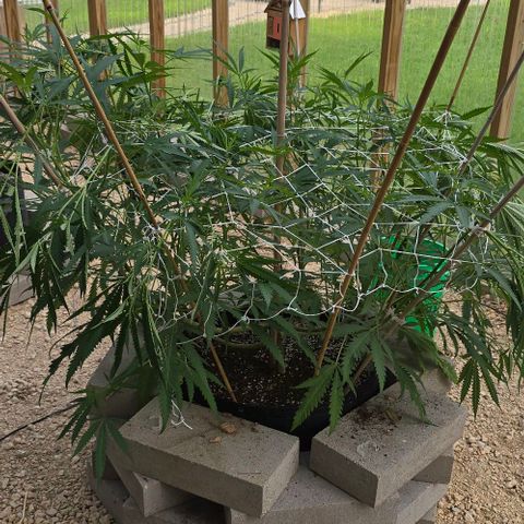Girl Scout Cookies growlog photo: Little bit of training! 