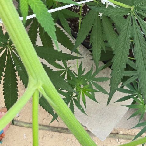 Sour Diesel  growlog photo: Just a couple of branches this time! And I do believe there is confirmation she is a woman! 🥰