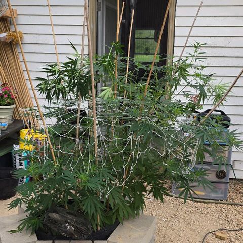 Sour Diesel  growlog photo: Just a couple of branches this time! And I do believe there is confirmation she is a woman! 🥰