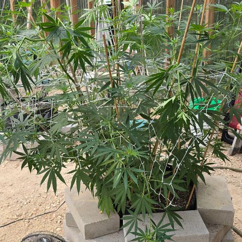 Sour Diesel  growlog photo: Just a couple of branches this time! And I do believe there is confirmation she is a woman! 🥰