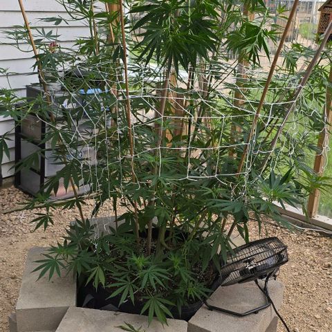 Sour Diesel  growlog photo: Just a couple of branches this time! And I do believe there is confirmation she is a woman! 🥰