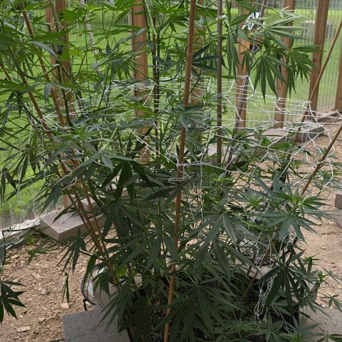 Sour Diesel  growlog photo: Just a couple of branches this time! And I do believe there is confirmation she is a woman! 🥰