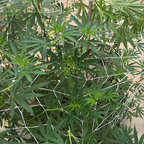Sour Diesel  growlog photo: Just a couple of branches this time! And I do believe there is confirmation she is a woman! 🥰