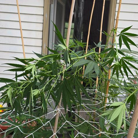 Sour Diesel  growlog photo: Just a couple of branches this time! And I do believe there is confirmation she is a woman! 🥰