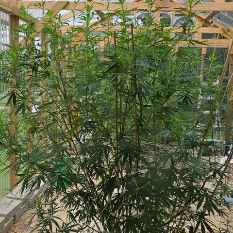Sour Diesel  growlog photo: Before defoliating! 