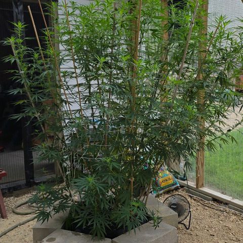 Sour Diesel  growlog photo: Before defoliating! 