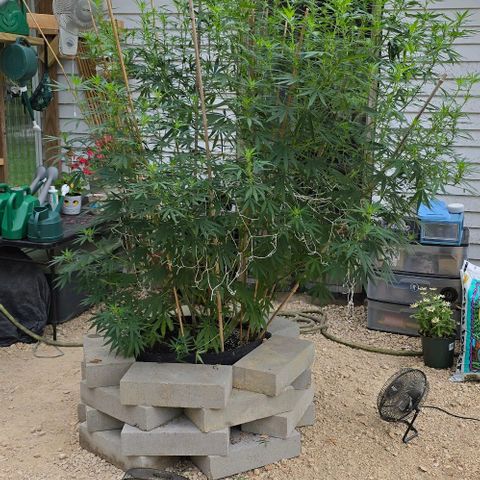 Sour Diesel  growlog photo: Before defoliating! 