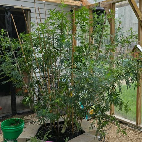 Sour Diesel  growlog photo: After defoliating and some super cropping! 😍😍😍