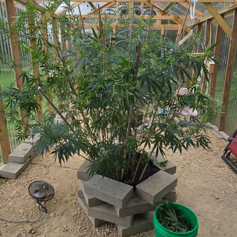 Sour Diesel  growlog photo: After defoliating and some super cropping! 😍😍😍