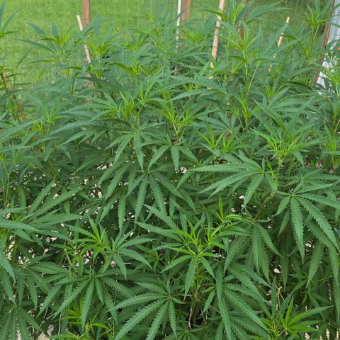 Girl Scout Cookies growlog photo: Before defoliating! 