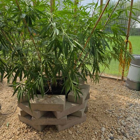 Girl Scout Cookies growlog photo: After defoliating and super cropping!! 😍