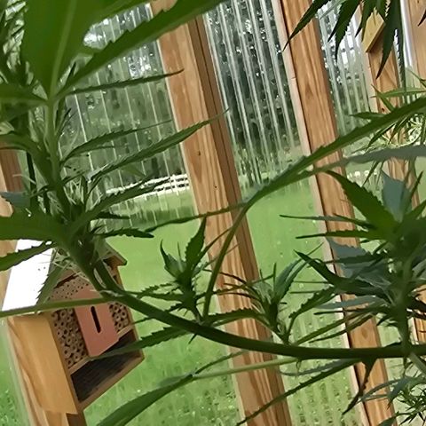 Sour Diesel  growlog photo: Before and after a little more super cropping! No more for this beauty! She has started her beautiful flowering! 😍😍😍 Plus, no casualties from yesterday's adventures! 😁