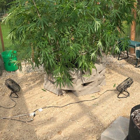 Girl Scout Cookies growlog photo: After defoliating and super cropping!! 😍