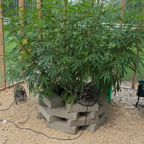 Girl Scout Cookies growlog photo: Before defoliating! 