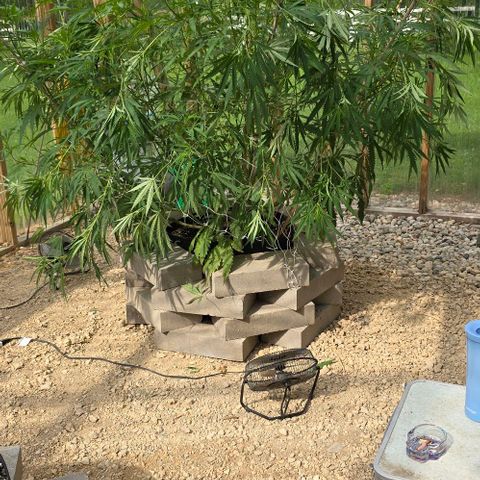 Girl Scout Cookies growlog photo: After defoliating and super cropping!! 😍