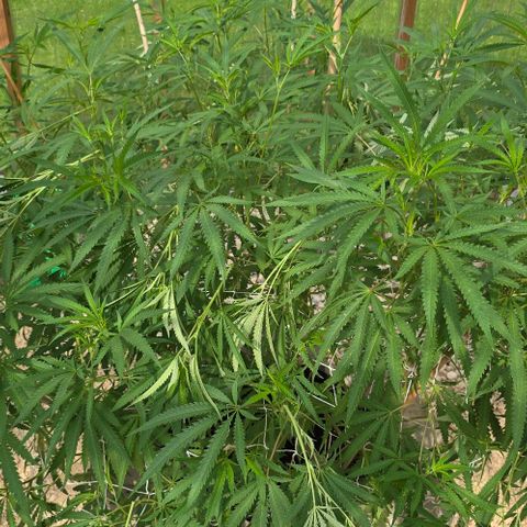 Girl Scout Cookies growlog photo: After defoliating and super cropping!! 😍