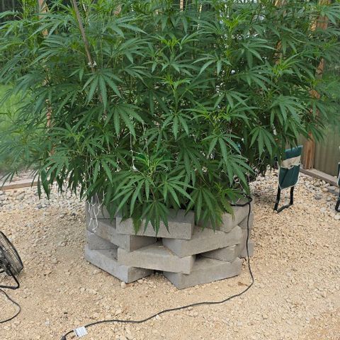 Girl Scout Cookies growlog photo: Before defoliating! 