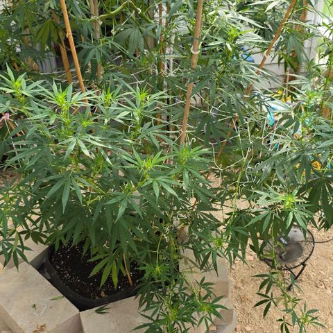 Sour Diesel  growlog photo: Before and after a little more super cropping! No more for this beauty! She has started her beautiful flowering! 😍😍😍 Plus, no casualties from yesterday's adventures! 😁