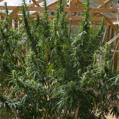 Sour Diesel  growlog photo: It's been a while since I took pictures... She got soooo big!! 😍