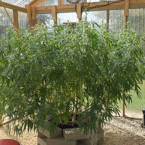 Girl Scout Cookies growlog photo: Haven't taken pictures in a while! She got busy! 😍