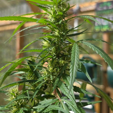 Sour Diesel  growlog photo: We have flowers!! 🌺😍😍😍😁😁😁