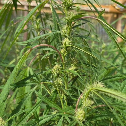 Girl Scout Cookies growlog photo: Flowers!! 😍😍😍😁😁😁
And she's purple! 💜
