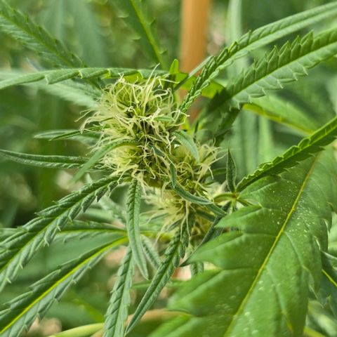 Girl Scout Cookies growlog timeline photo