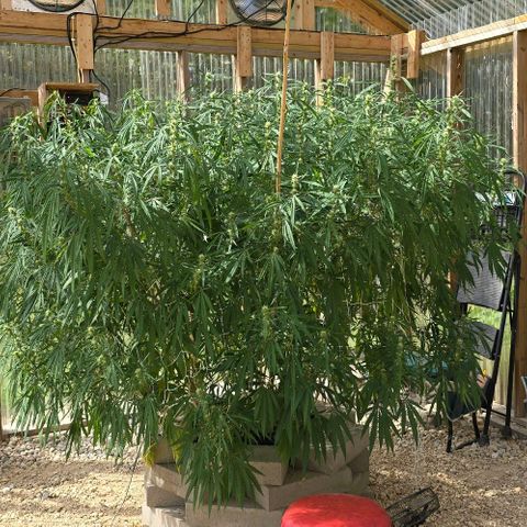Girl Scout Cookies growlog photo: Haven't taken pictures in a while! She got busy! 😍