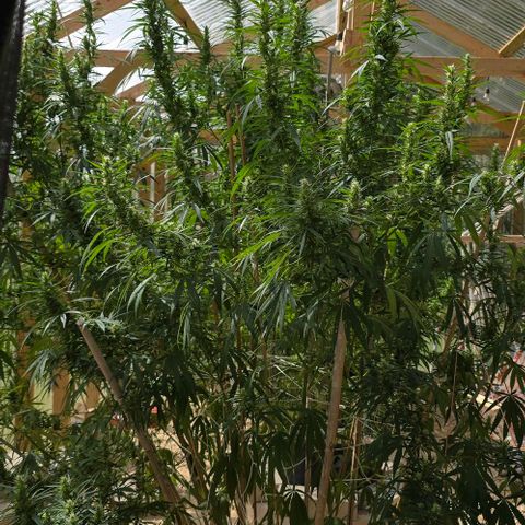 Sour Diesel  growlog photo: It's been a while since I took pictures... She got soooo big!! 😍