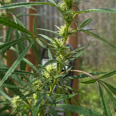 Girl Scout Cookies growlog photo: Flowers!! 😍😍😍😁😁😁
And she's purple! 💜
