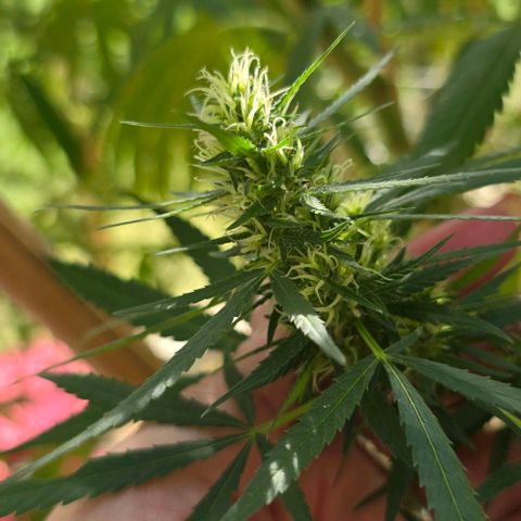 Sour Diesel  growlog photo: We have flowers!! 🌺😍😍😍😁😁😁