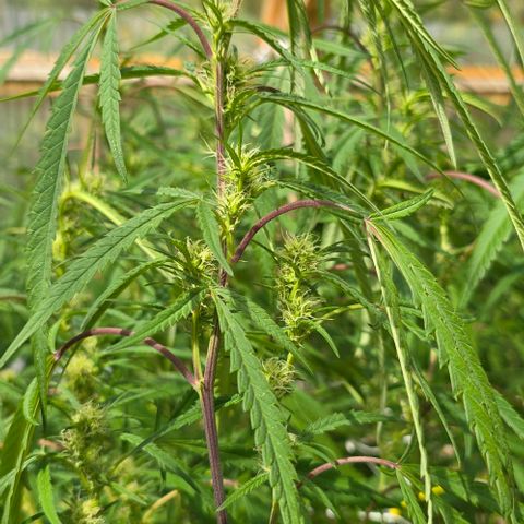 Girl Scout Cookies growlog photo: Flowers!! 😍😍😍😁😁😁
And she's purple! 💜